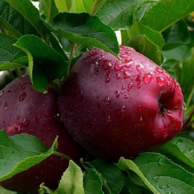 Pom fructifer Măr Starkrimson - oferă fructe mari, cu o greutate între 160-220g.🍎 Perioada de recoltare începe în primele zile ale lunii octombrie🤩