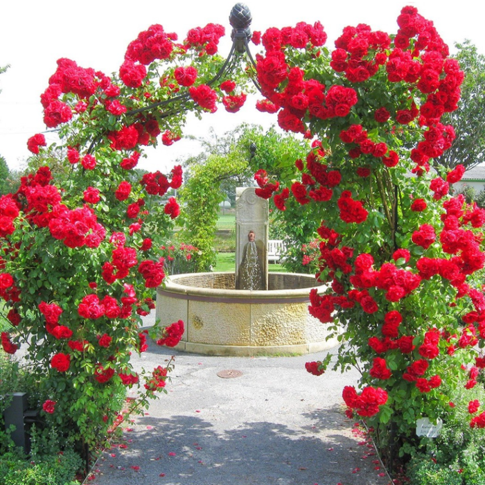 Trandafir urcător roșu la ghiveci o varietate de trandafiri cunoscută pentru frumusețea sa vibrantă și pentru împletiturile sale elegante! Comandă acum! 🌹