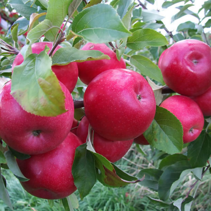 Mărul Idared oferă mere roșii, zemoase și ușor acrisoare.🍎 Aduce în grădina ta o recoltă generoasă de mere ideale pentru prăjituri și gustări delicioase.😍