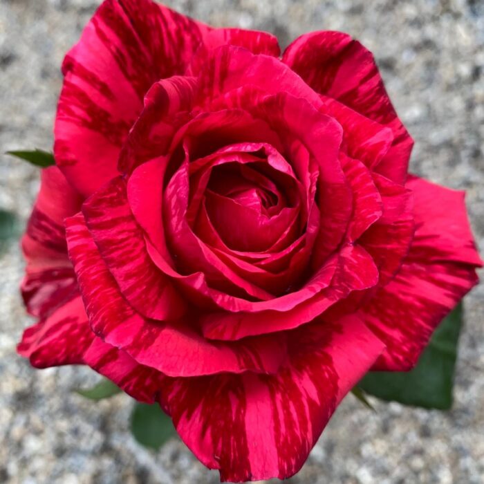 Trandafir Caribia - este apreciat pentru aspectul său luminos și pentru capacitatea de a aduce o notă de bucurie și vitalitate în grădini.🌹 Comandă acum!🛒