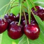 Alegeți un polenizator ideal, pomul fructifer Cireș Van! Vigoare mare, producție abundentă și fructe delicioase și de bună calitate.🍒 Comandați!🛒