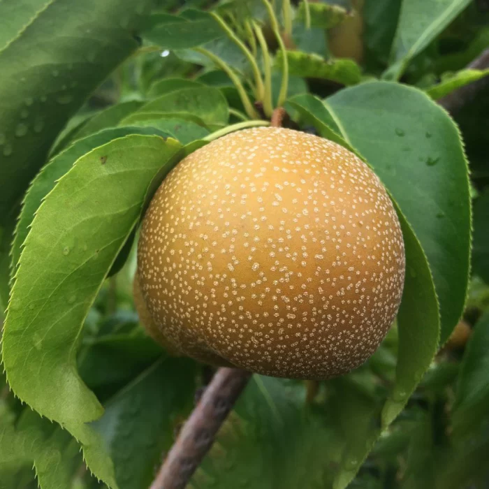 Bucură-te de Păr Nashi Hosui, pomul are creștere viguroasă și fructe galbene mari. Perfect pentru gustul tău și ca element decorative. Cumpără acum! 🍐🛒🛒