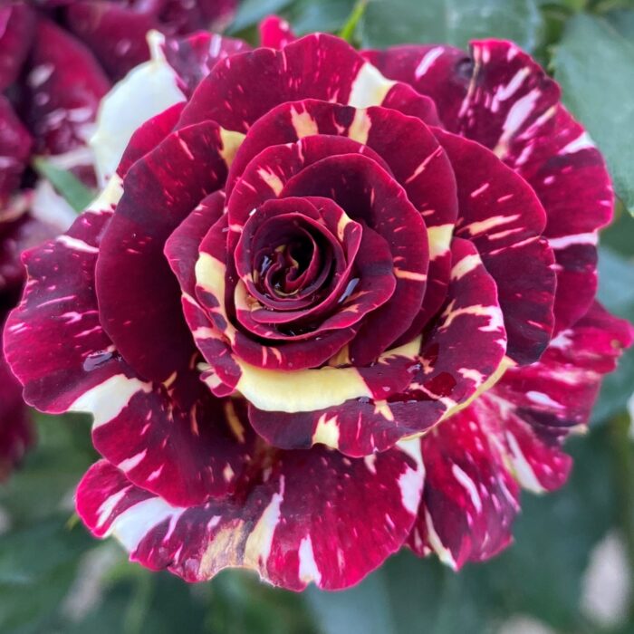 Încântă-ți simțurile cu trandafir Hocus Pocus! 🌹 O floare cu înălțimea perfectă de 40-60 cm și un parfum mediu. Comandă acum!🛒