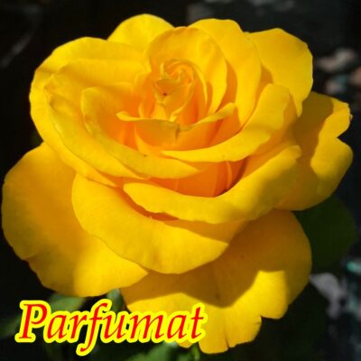 Mabella: Trandafir teahibrid cu o frumusețe rară și eleganță 🌻