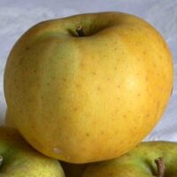 Pom fructifer Măr Poinic - oferă mere cu pulpa suculentă, cu un gust dulce. Plantează-l acum și bucură-te de roadele bogate la începutul lunii Octombrie!🤗