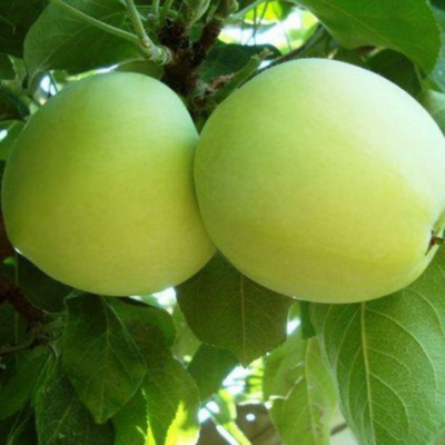 Un pom care nu te dezamăgește, Măr Clar Alb oferă un gust delicios și un plus de rezistență. 👉️Comandă acum și bucură-te de gustul său special! 🍎