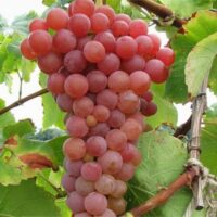👉️ Descoperă Traminer cunoscut pentru aromele sale exotice, care pot include note de trandafir, lichior de trandafir, lămâie, litchi, piersici. 😋🛒