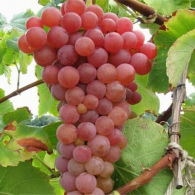 👉️ Descoperă Traminer cunoscut pentru aromele sale exotice, care pot include note de trandafir, lichior de trandafir, lămâie, litchi, piersici. 😋🛒