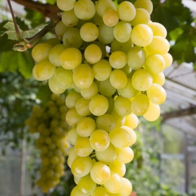 Descoperă 👉️ Vița de vie Muscat de Poloskei (de masă) - un soi rezistent, cu fructe mari și aromate. Recoltare în august-septembrie. Comandă acum!🤩