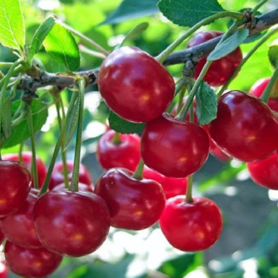 Descoperă 👉️ Pom fructifer Vișin Crișana, caracterizat de fructe mari și consistente, potrivit pentru industrializare sau pentru masa de zi cu zi. 👌