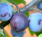 Pom fructifer Prun Anna Spath este alegerea perfectă! Cumpără acum și vei avea recoltă bogată, cu fructe de calitate. Alege cel mai bun pentru grădina ta!👌