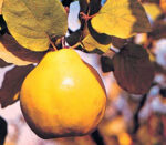 Un pom fructifer ideal pentru grădina ta! Gutui Aurii și savoarea sa dulce-acidulată, la doar un click distanță! 🤗 Comandă acum!👈️