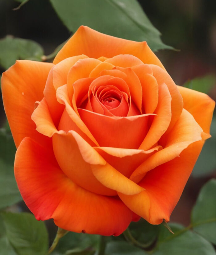 Remy Martin Rădăcină ambalată - imagine 1