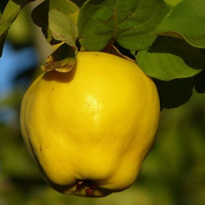 Pom fructifer Gutui Bereczki - un copac cu aspect impresionant și fructe delicioase. Plantează-l în grădina ta și bucură-te de recolta proaspătă! 🛒