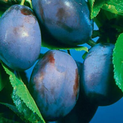 Prun Bistrița, un soi de prun rezistent la îngheț și boli. Descoperă fructe medii și gustoase, cu pulpa zemoasă perfecte pentru dulcețuri și gem! 🌳🛒