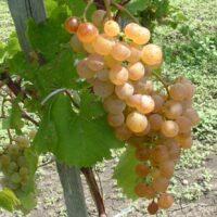 Bucură-te de recolta abundentă a soiului de viță de vie Perlă de Zala (de masă)! Gust dulce și bogat în arome. 😋 Alege calitatea și rezistența! 😍