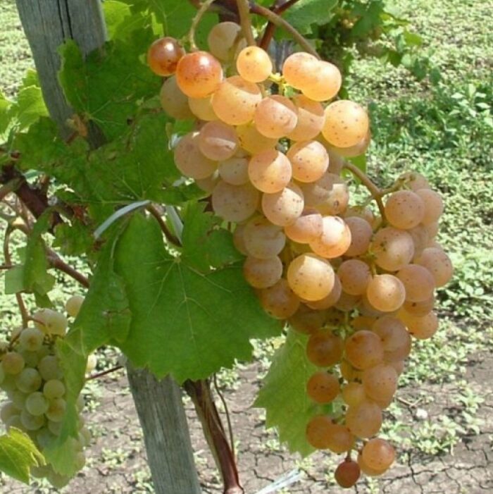 Bucură-te de recolta abundentă a soiului de viță de vie Perlă de Zala (de masă)! Gust dulce și bogat în arome. 😋 Alege calitatea și rezistența! 😍