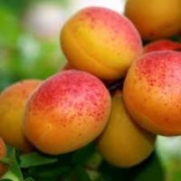 Cais Litoral - Savoare proaspătă și dulceață naturală, este o explozie de răcorire în timpul zilelor călduroase de vară. Un deliciu pentru simțurile tale!