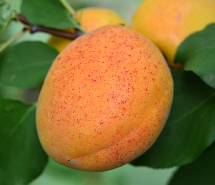 Alege caisele Sulmona pentru o explozie de savoare, un deliciu simplu, dar absolut irezistibil.😉Nu rata și adaugă-l în coș! 🛒