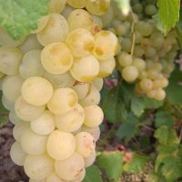 Explorează un soi de struguri special - Viță de vie Ceasla (de masă). Pulpa sa semicrocantă și gustul său specific oferă o experiență rafinată. Comandă-l!😍