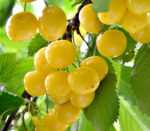 Cireșul alb reprezintă o adevărată călătorie a gustului, cu aromele sale proaspete și tentante. 🤩 Cu fiecare mușcătură, vei simți cum te cucerește.