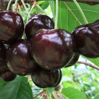 Cireș Germersdorf 👉️devine un aliat de încredere în grădina ta, asigurându-ți o recoltă abundentă și delicioasă, plină de calități gustative remarcabile!🤩