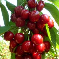 Aveţi nevoie de un soi autofertil, de vigoare mijlocie spre mare și de fructe mari?🍒 Puneţi comandă pentru cireşul pomifer Stella! Acceptaţi provocarea❗️❗️