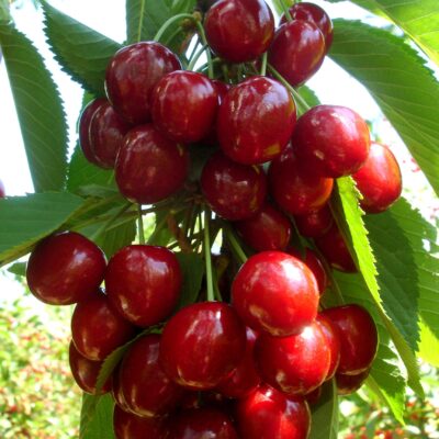 Aveţi nevoie de un soi autofertil, de vigoare mijlocie spre mare și de fructe mari?🍒 Puneţi comandă pentru cireşul pomifer Stella! Acceptaţi provocarea❗️❗️