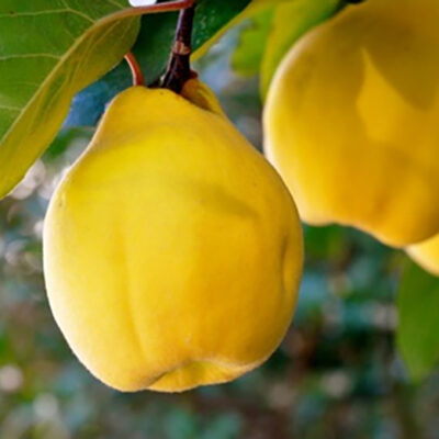 Experimentați fructele de Gutui Constantinopol cu gust dulce-acrișor! Meritați cel mai bun fruct cu aromă delicioasă. 👉Cumpărați acum!