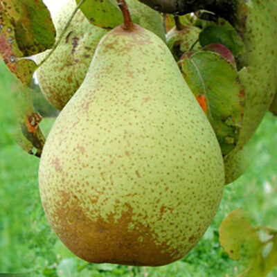Bucurați-vă de fructe mari și gustoase cu Pomul Păr Contesă de Paris! Un soi rezistent și viguros, perfect pentru grădina dvs. 🍐🛒