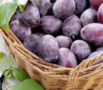 Alege 👉️ Prun D'Agen pentru recolte bogate și delicioase! Rezistent la îngheț și boli, este perfect pentru grădinarii cu sau fără experiență. Cumpără acum!