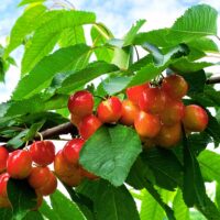 Pomul fructifer Cireș Boambe de Cotnari impresionează prin adaptabilitatea sa remarcabilă, producând cireșe deosebit de dulci și pline de arome😍 Comandă!🛒
