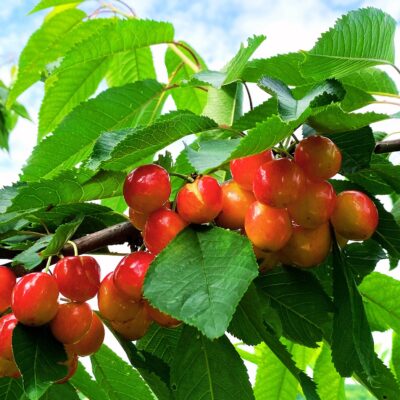 Pomul fructifer Cireș Boambe de Cotnari impresionează prin adaptabilitatea sa remarcabilă, producând cireșe deosebit de dulci și pline de arome😍 Comandă!🛒