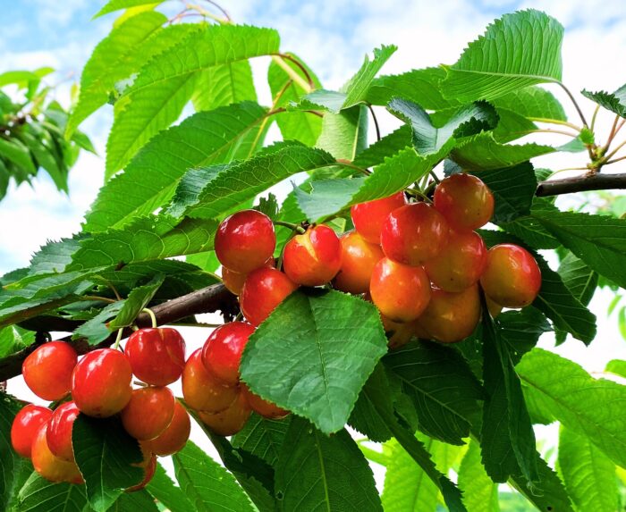 Cireș Boambe de Cotnari - Gust Autentic Pomul fructifer Cireș Boambe de Cotnari impresionează prin adaptabilitatea sa remarcabilă, producând cireșe deosebit de dulci și pline de arome😍 Comandă!🛒