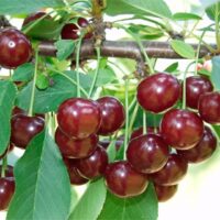 Descoperiți visin Erdi Botermo, un soi rezistent la îngheț și boli. Savurați fructele gustoase și suculente în fiecare vară! 🍒🛒