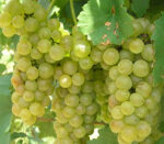 Viță de vie Fetească Albă (de vin) - este perfect pentru vinuri albe de calitate sau pentru consum curent. Descoperă aromele și savoarea unică acestuia! 😍