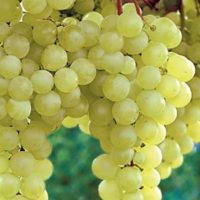 🌿 Fetească Regală 👉️ se dezvoltă cel mai bine în zonele cu soluri bine drenate și expunere la soare.Se adaptează ușor.Comandă acum! 🍇🛒