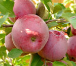 De ce să optezi pentru Mărul Florina?🍎 Fructele sunt mărețe și gustoase și au rezistență la îngheț și boli. Comandă acum și bucură-te!🎁