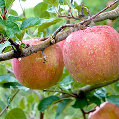 Pom Fructifer Măr Fuji cu Vigoare mijlocie, rezistență la ger -35℃ și rezistență la boli 💪Plantați acum și bucurați-vă de recoltele bogate!😍