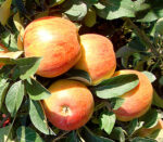 Pom fructifer Măr Generos 👉️ se remarcă prin producția bogată de mere savuroase și pline de prospețime. Plantează-l acum și bucură-te de recoltele bogate😍