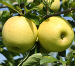 Pom fructifer Măr Golden Delicious 👉️ este renumit pentru fructele sale dulci și suculente.🍏 Cu o creștere viguroasă și o adaptabilitate excelentă!