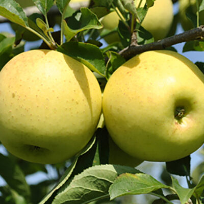 Pom fructifer Măr Golden Delicious 👉️ este renumit pentru fructele sale dulci și suculente.🍏 Cu o creștere viguroasă și o adaptabilitate excelentă!