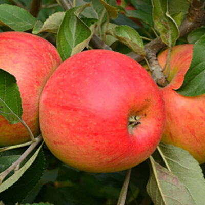 Măr Ionagold este un arbore productiv și rezistent, care poate oferi o recoltă bogată de fructe în fiecare an.Comandă acum! 🍎🛒