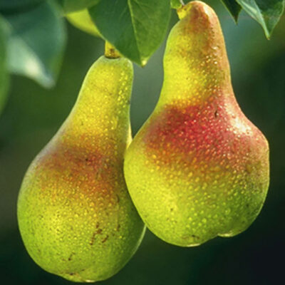 Alegeți Pomul de vigoare mijlocie Păr Jubileu pentru fructe de mărime medie spre mare, cu o pulpa albă. Rezistență la îngheț și boli foarte bună! 🍏🛒