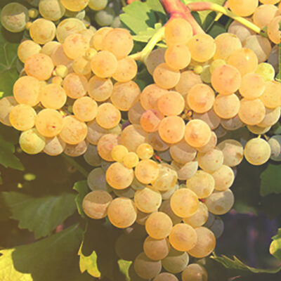 Muscat Ottonel este apreciat pentru aroma sa distinctivă de trandafir și moscat, care este puternică și persistentă.Comandă acum! 🍇🛒