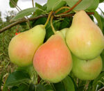 Perfecți pentru masă, compot sau gemuri, Pom Fructifer Păr Napoca 👉️ oferă cu siguranță cea mai bună calitate! 🍐 Nu ezita! Comandă acum!