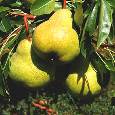 Bucură-te de fructe mari și savuroase cu Pomul fructifer Păr Packham's Triumph. Alege rezistență și productivitate în grădina ta! 🍐