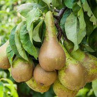 Pom fructifer Păr Conference - nu are nevoie de polenizatori! 😍 Fructe medii spre mari, pulpă albă, fină, aromată, ideală pentru masă. 👉️ Comandați acum!