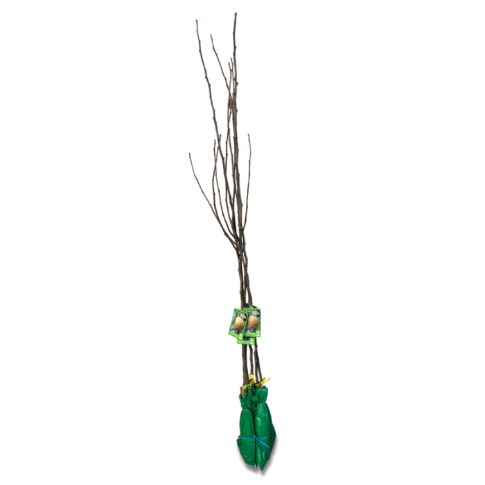 Păr Nashi Hosui, Rădăcină ambalată - imagine 2