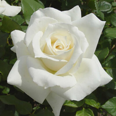 Iubește Trandafir Pascali. Un soi cu înflorire repetată, culorile albe simbolizând iubirea sinceră. Cumpără acum și bucură-te de el! 🛒🌼